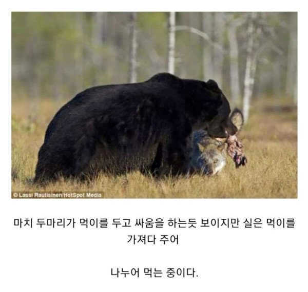 마법같은 곰과 늑대의 우정