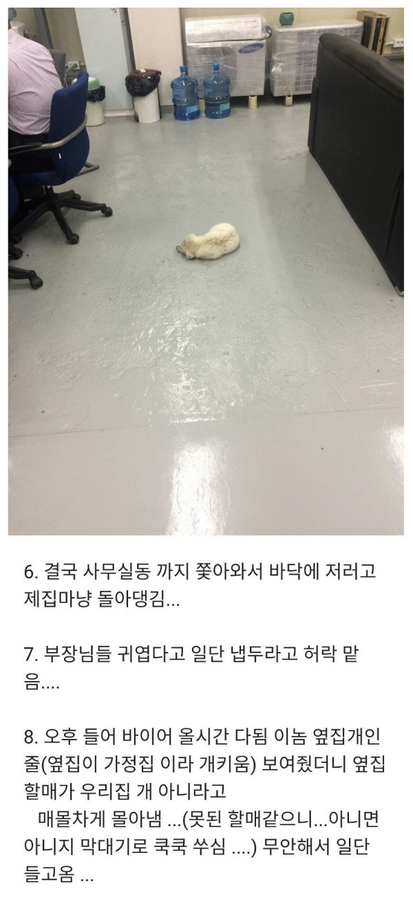 길에서 만난 댕댕이가 회사까지 따라옴